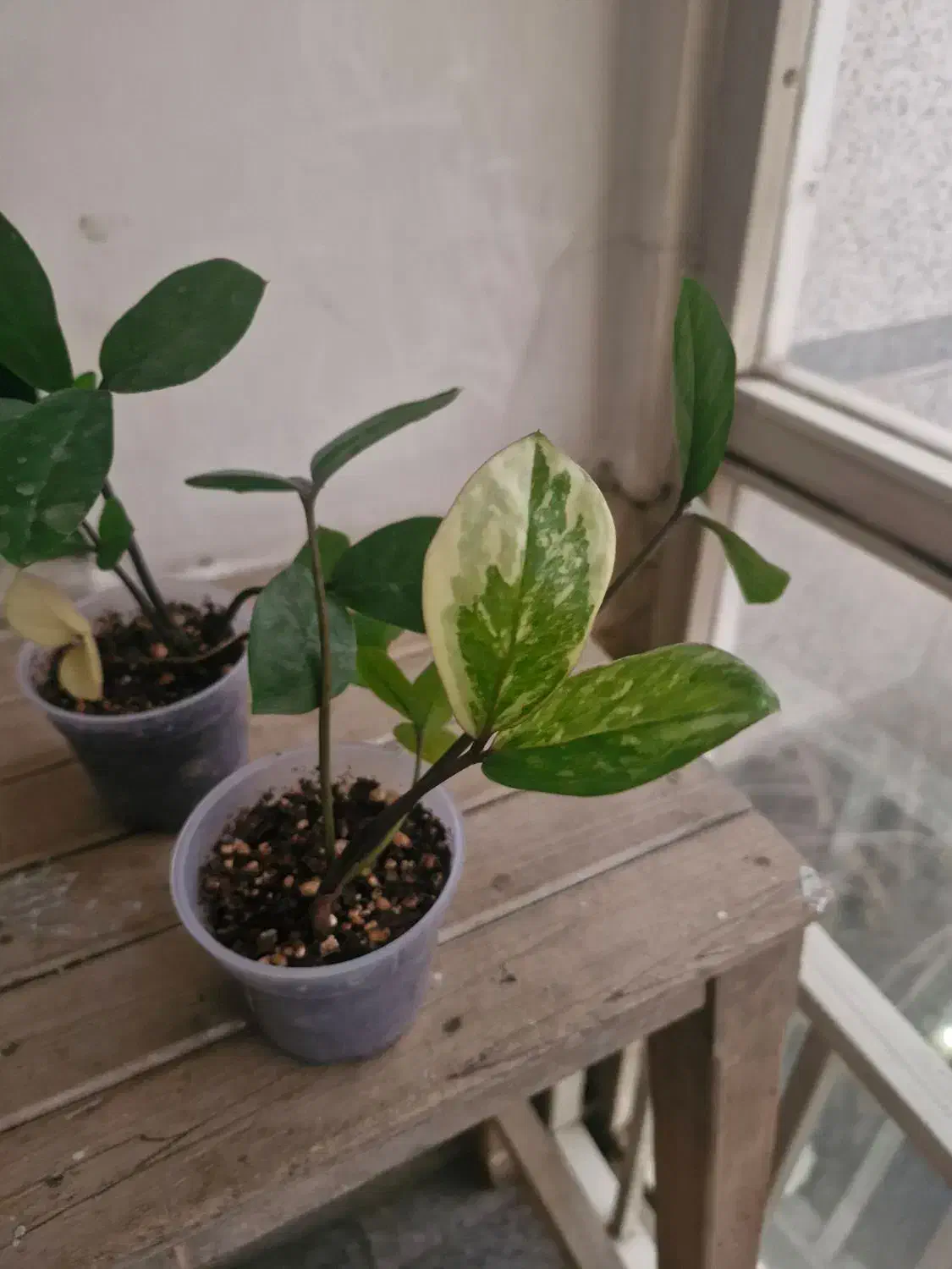 زامفولیا ابلق تایلندی|گل و گیاه طبیعی|تهران, تهرانپارس غربی|دیوار