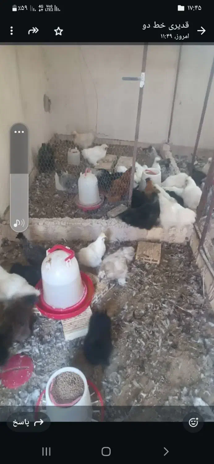فروش حدود۳۰ عدد مرغ ابریشمی|حیوانات مزرعه|اصفهان, کشاورزی|دیوار