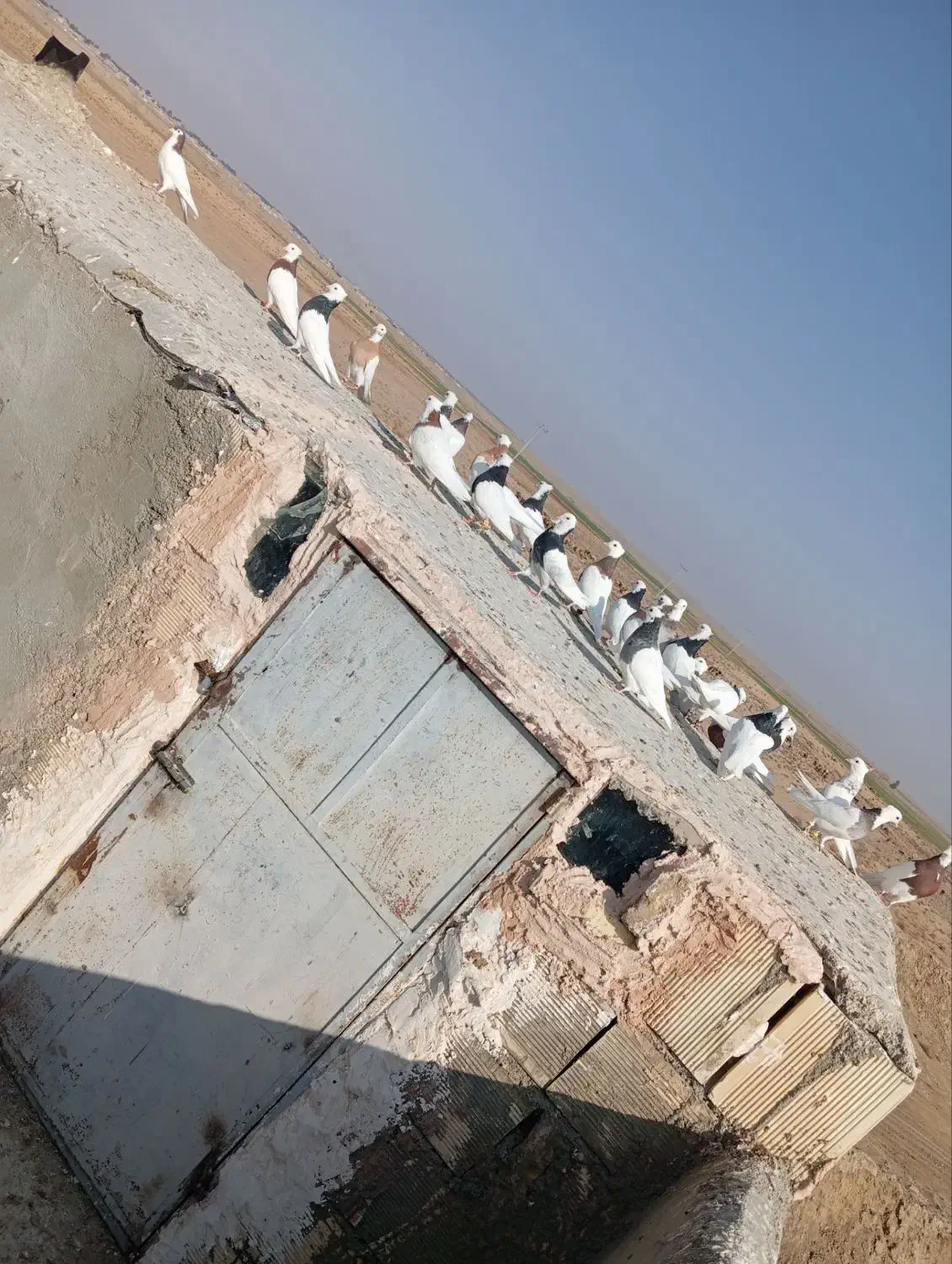 ۲۷عدد طوقی پرشی|پرنده|سبزوار, امیر کبیر|دیوار