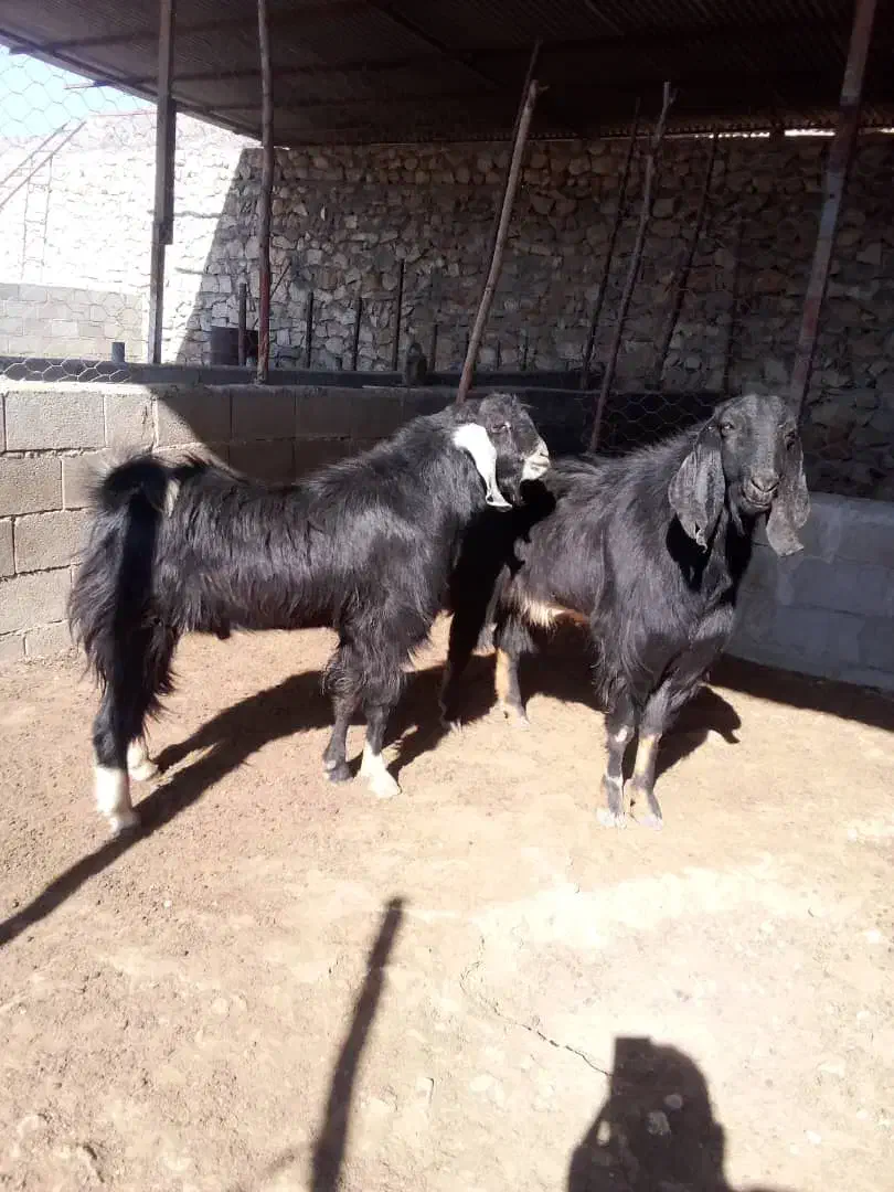 دوتا پازن درجه یک|حیوانات مزرعه|باشت, |دیوار