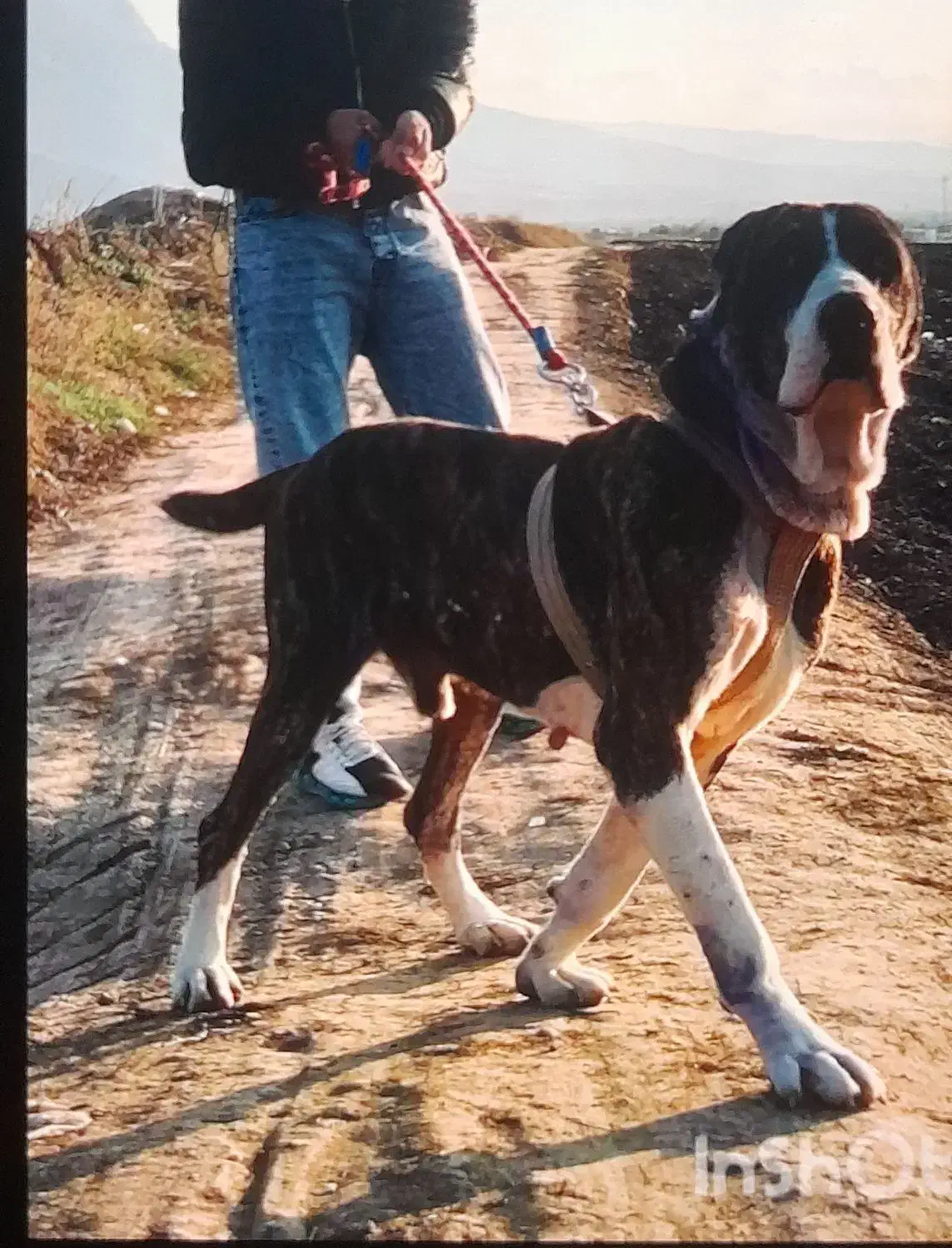 آلبای|سگ|کلاله, |دیوار