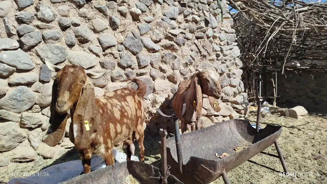 بزپاکستانی|حیوانات مزرعه|کرمان, |دیوار