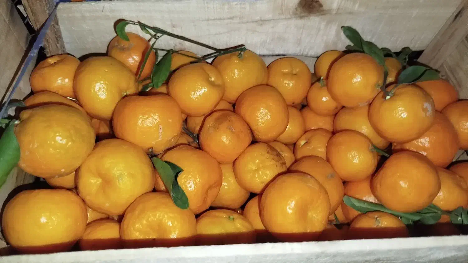 نارنگی|خوردنی و آشامیدنی|بندرعباس, |دیوار