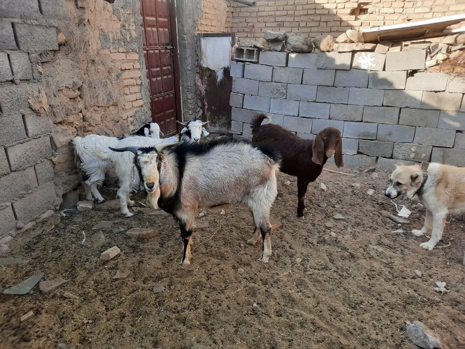 یک راس کره نر یک ساله از نژاد الپاین اصلی|حیوانات مزرعه|دهج, |دیوار