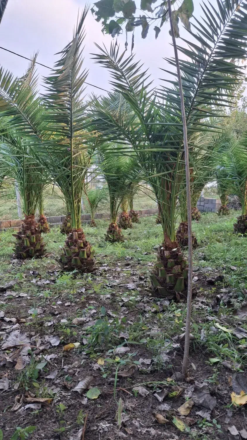 نخل فونیکس|گل و گیاه طبیعی|رشت, گیل|دیوار