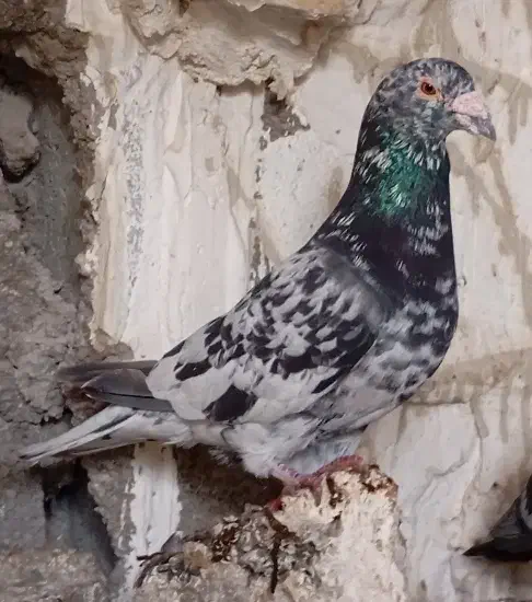 کفتر گوره سینه سفید،شامی،میولمنز،طوق هفترنگ|پرنده|وحدتیه, |دیوار