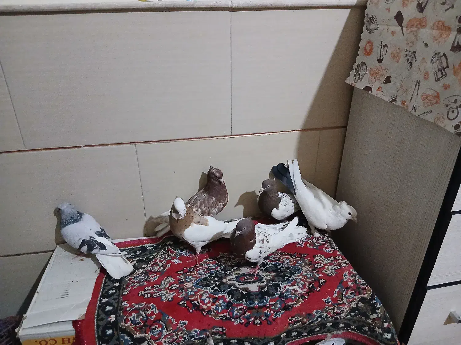 کبوتر|پرنده|آباده, |دیوار