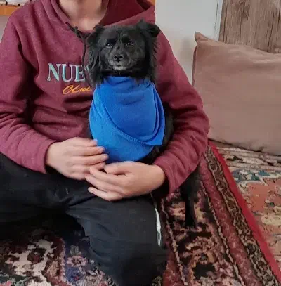 گمشده|سگ|لالجین, |دیوار