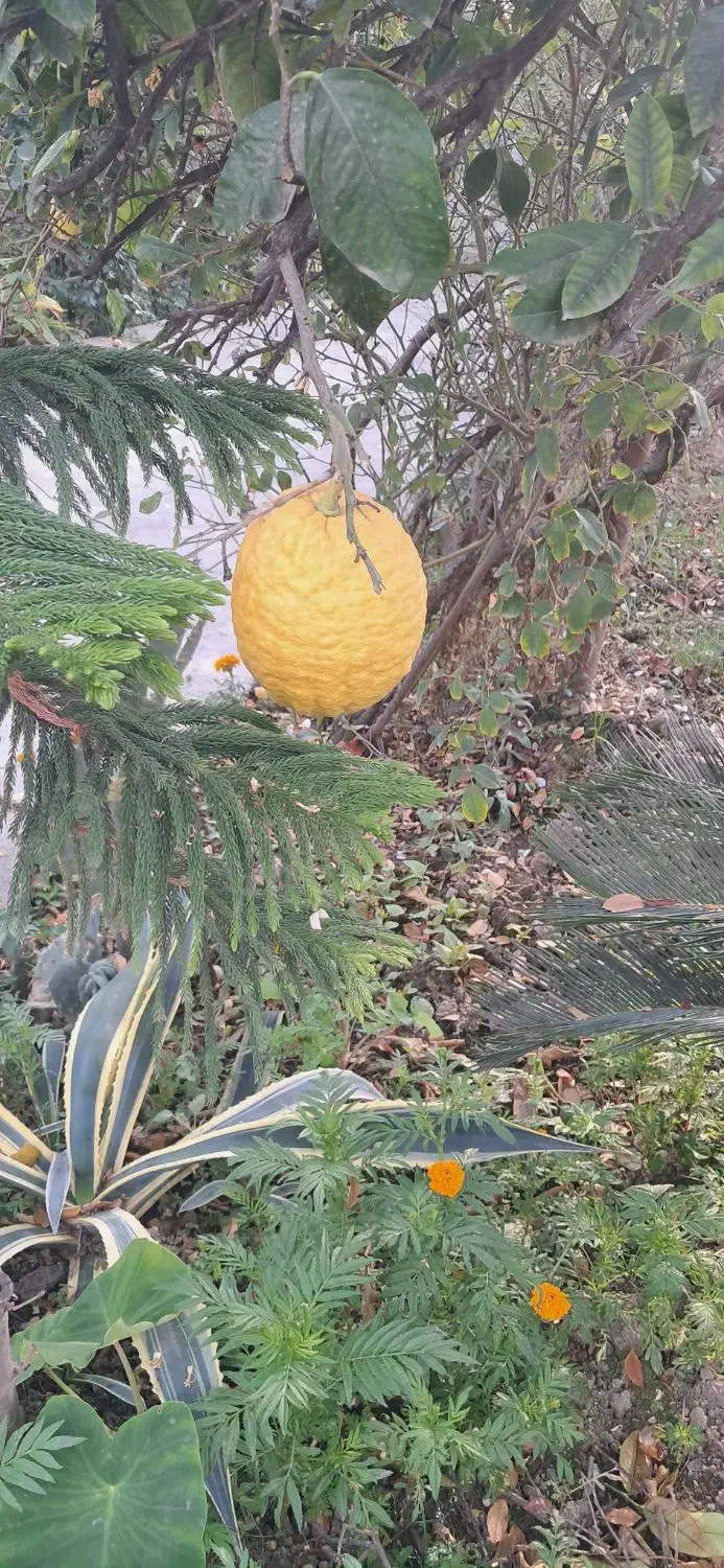 بالنگ|خوردنی و آشامیدنی|کردکوی, |دیوار