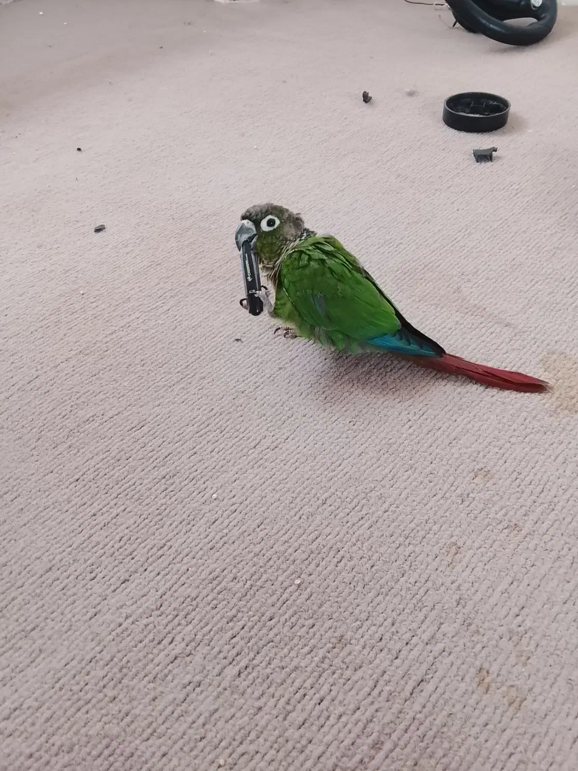 طوطی گرینچیک باهوش وآموزش دیده با جلیقه پرواز|پرنده|جویبار, |دیوار