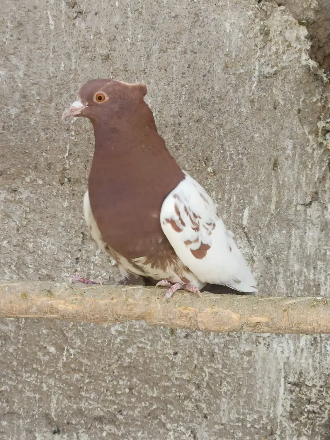 کبوتر کفتر کله ای|پرنده|شاهین‌شهر, عطار|دیوار