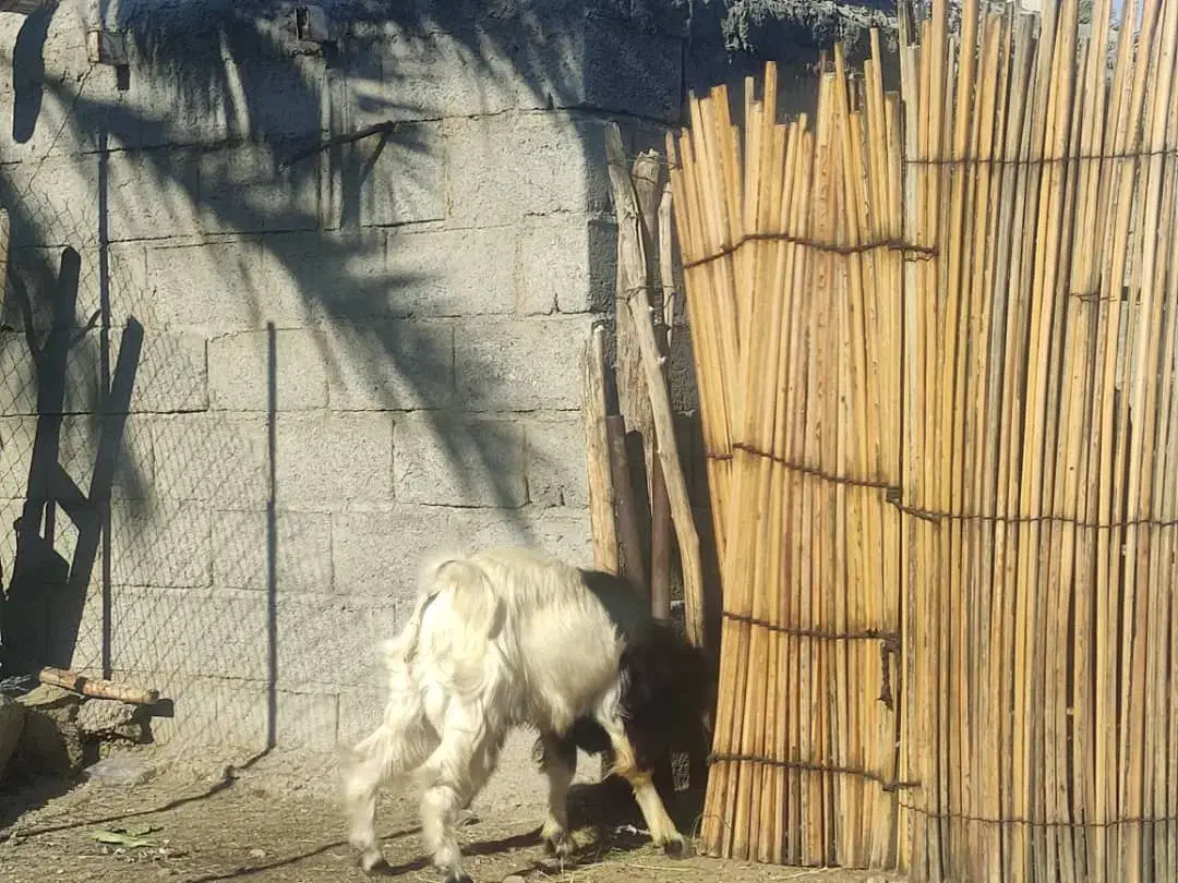 چپش|حیوانات مزرعه|کهنوج, |دیوار