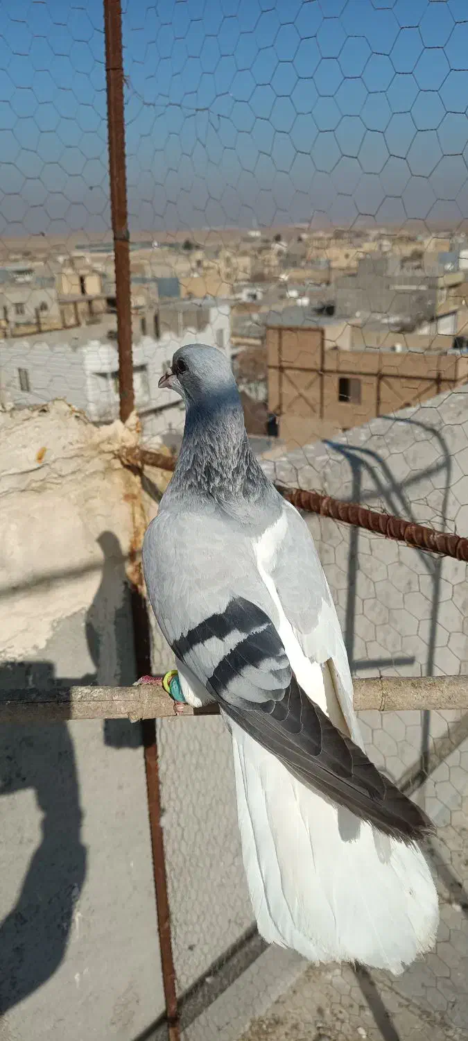 کبوتر|پرنده|بوئین زهرا, |دیوار