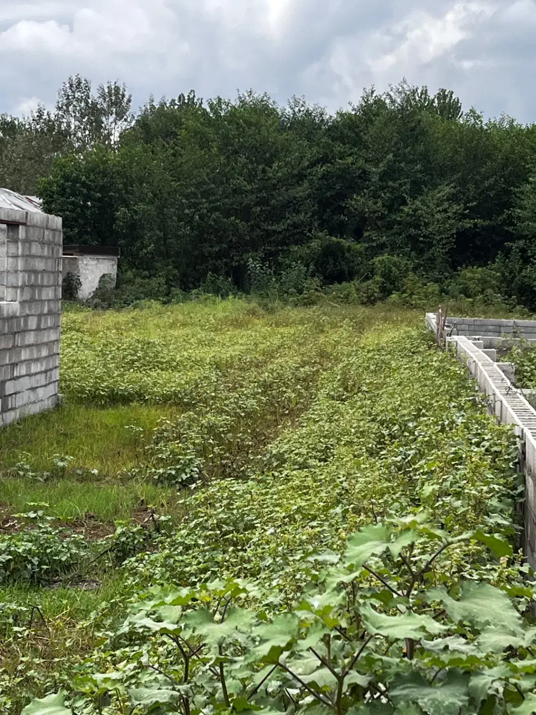 فروش زمین باغی ۴۹۰متر|فروش زمین و ملک کلنگی|ضیابر, |دیوار