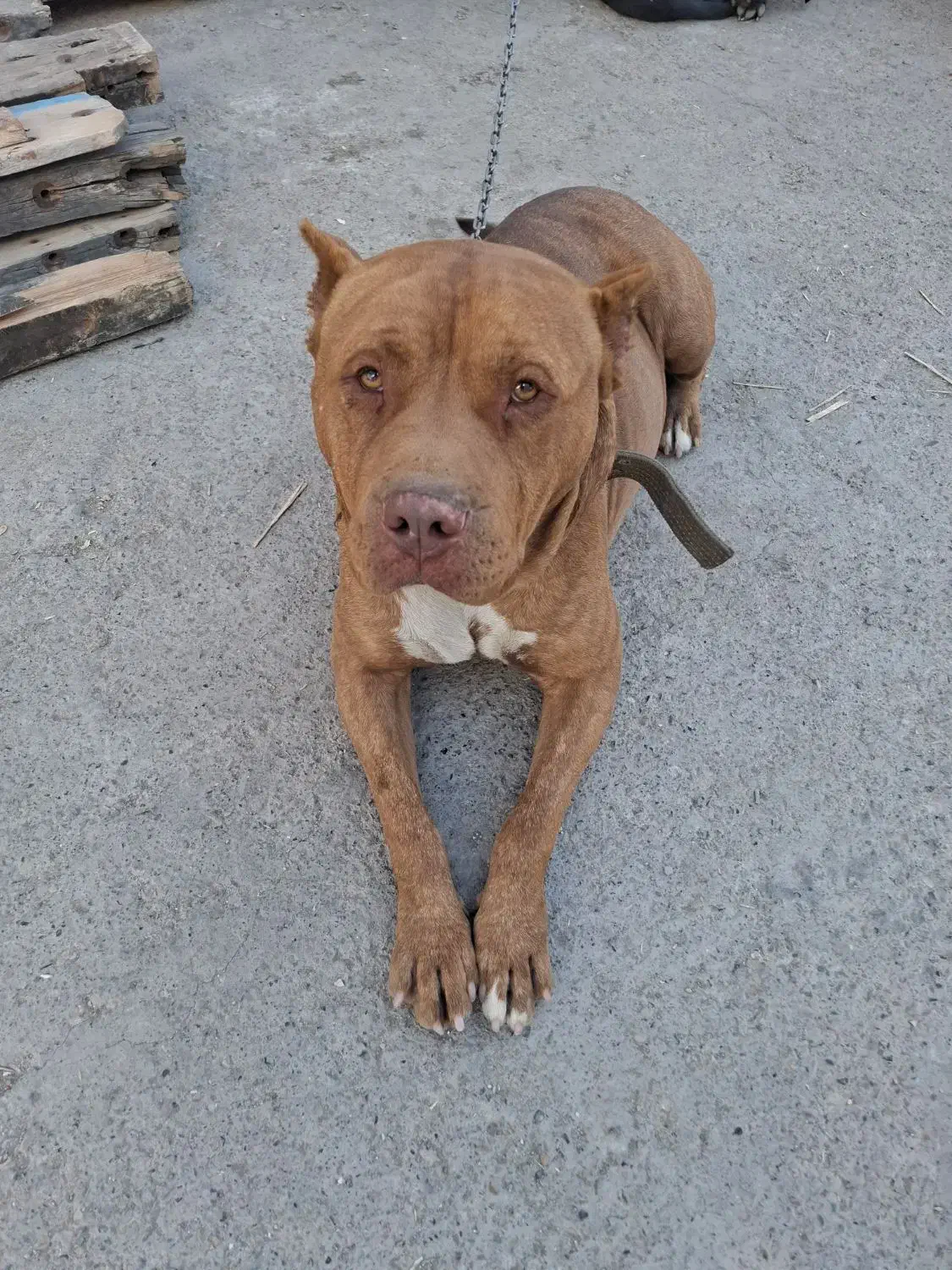 سگ پیت بول|سگ|مشهد, خین عرب|دیوار