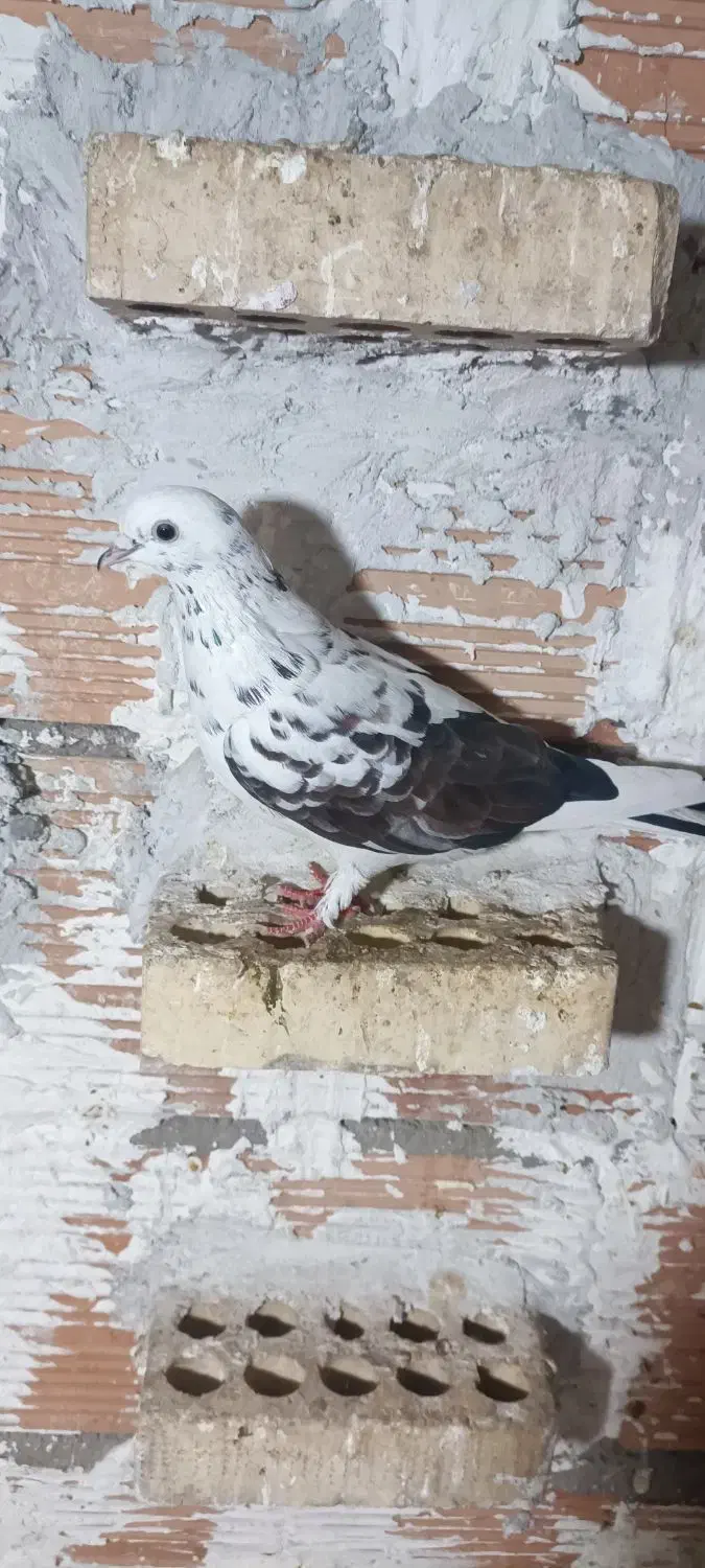 پول لازم|پرنده|دلند, |دیوار