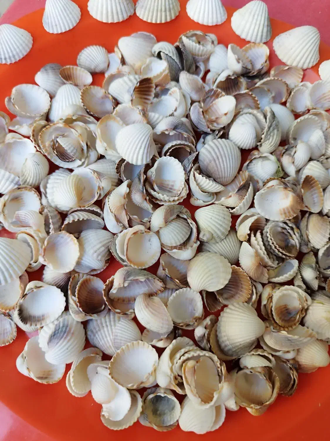 صدف|صنایع دستی و سایر لوازم تزئینی|شیراز, بریجستون|دیوار