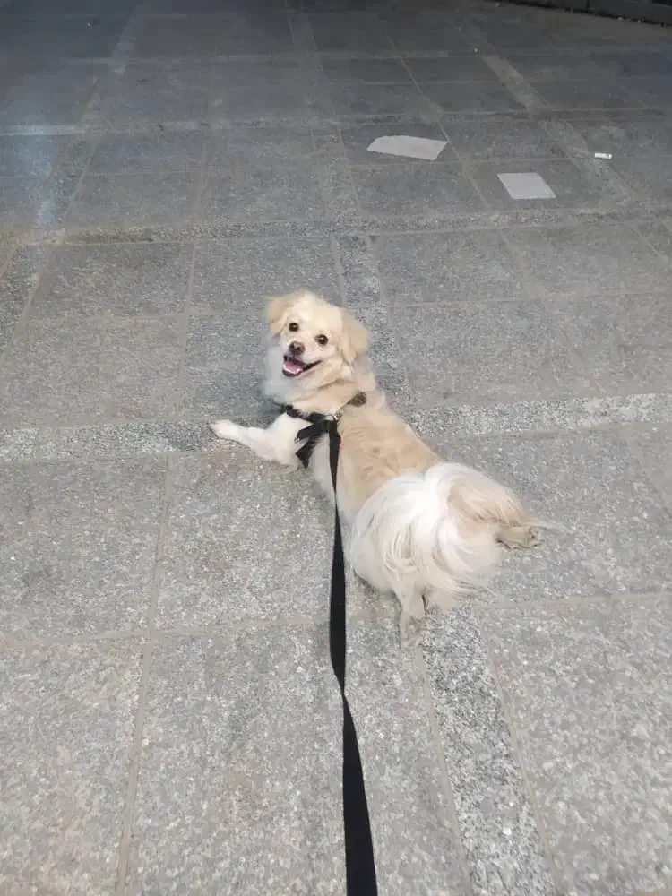 کوچولوی بامزه باشناسنامه واکسن خورده|سگ|صباشهر, |دیوار