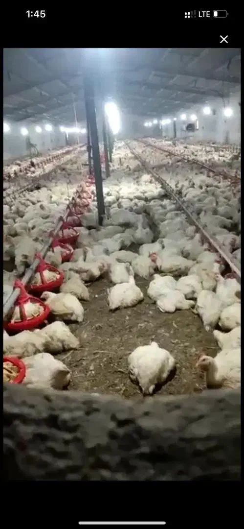 مرغی خالص جیرفت|خدمات باغبانی و درختکاری|جیرفت, |دیوار