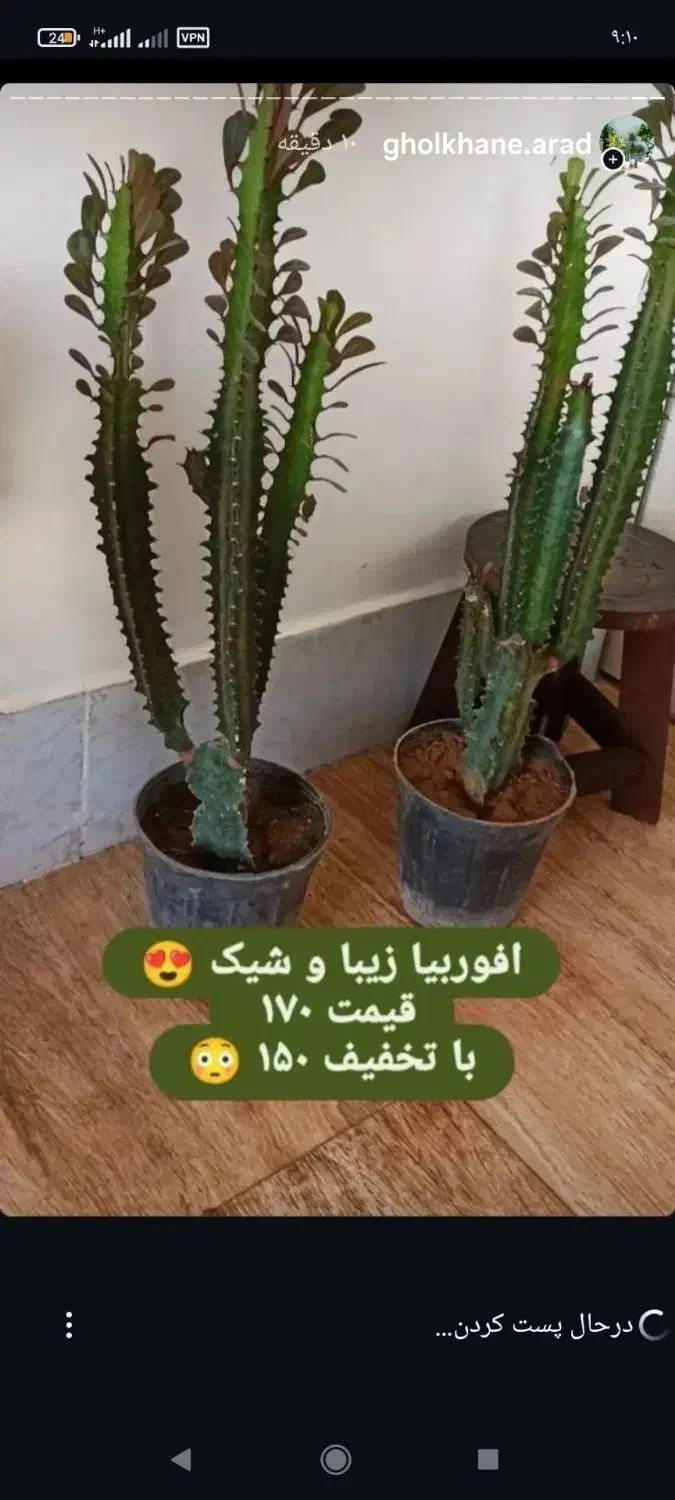 گلهای اپارتمانی|گل و گیاه طبیعی|خواف, |دیوار