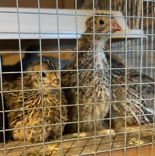 بلدرچین فروشی|پرنده|قم, شهرک مهدیه|دیوار