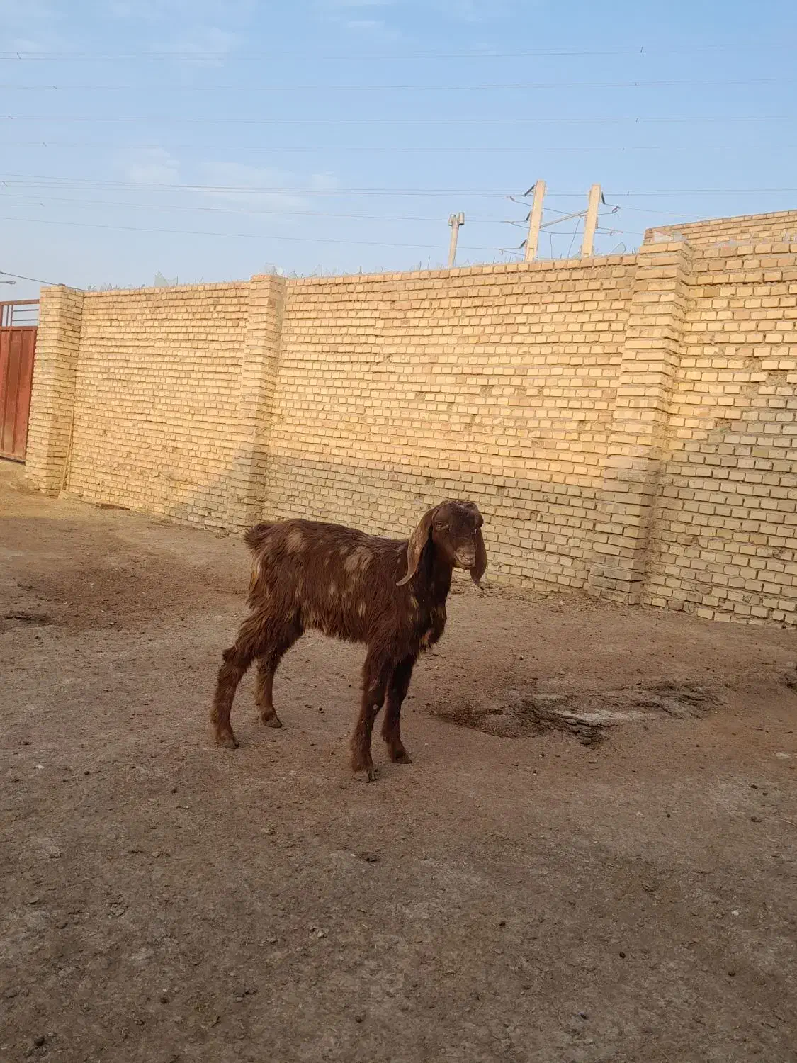 بزغاله نر بسیار سالم بقیمت ۴۳۰۰تومان خوراک خور|حیوانات مزرعه|گنبد کاووس, |دیوار