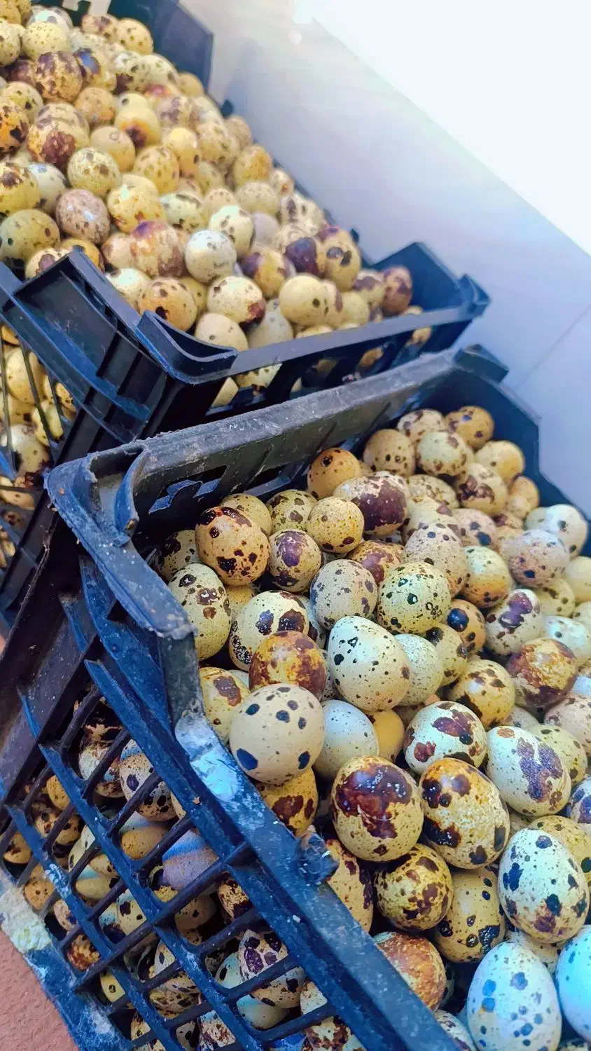 تخم بلدرچین خوراکی و نطفه دار|خوردنی و آشامیدنی|مشهد, ایثارگران|دیوار