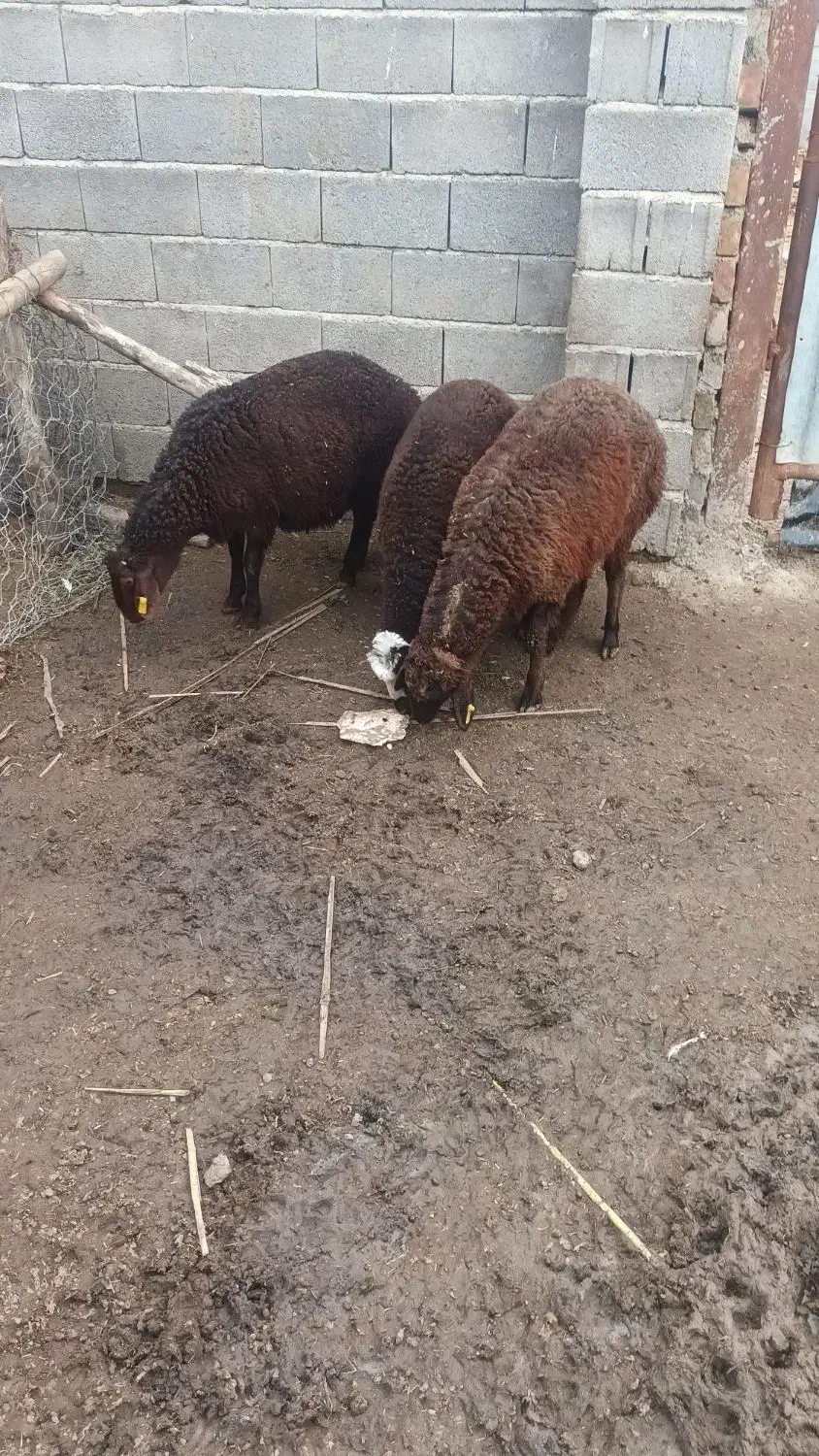 بره نر|حیوانات مزرعه|تاتار علیا, |دیوار