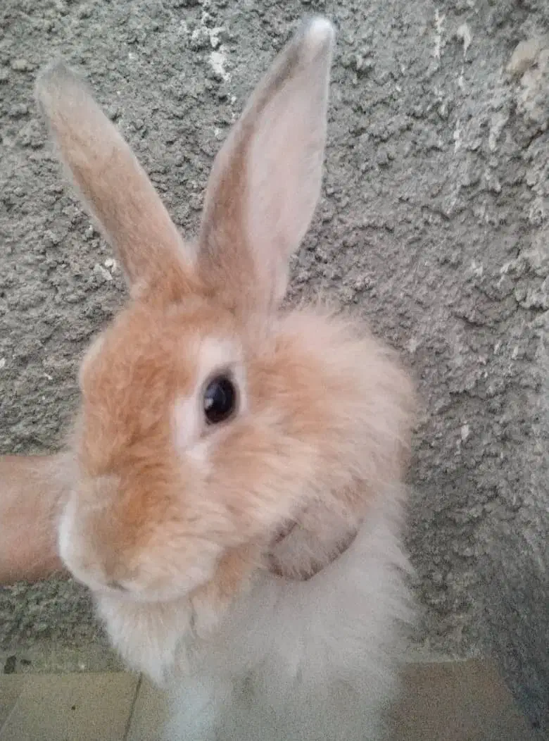 خرگوش لوپی|موش و خرگوش|ایرانشهر, |دیوار