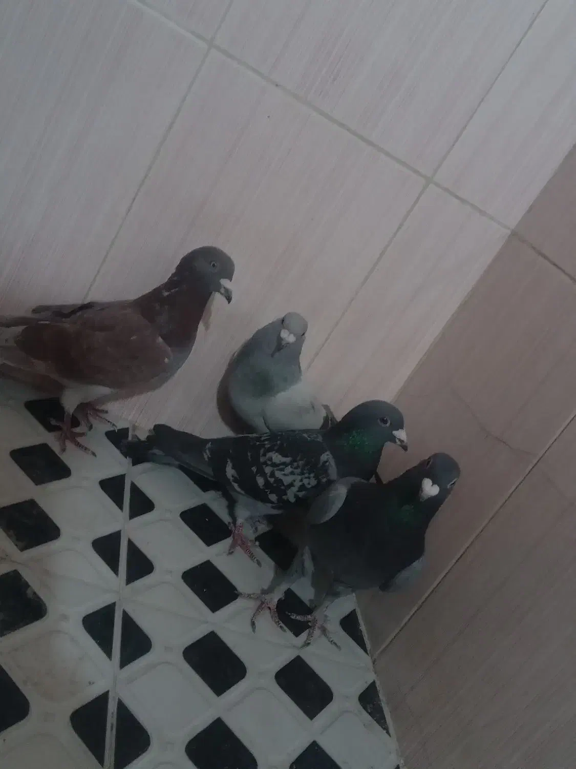 4عددنر پلاکی زدخوردی فروشی|پرنده|زرند, |دیوار