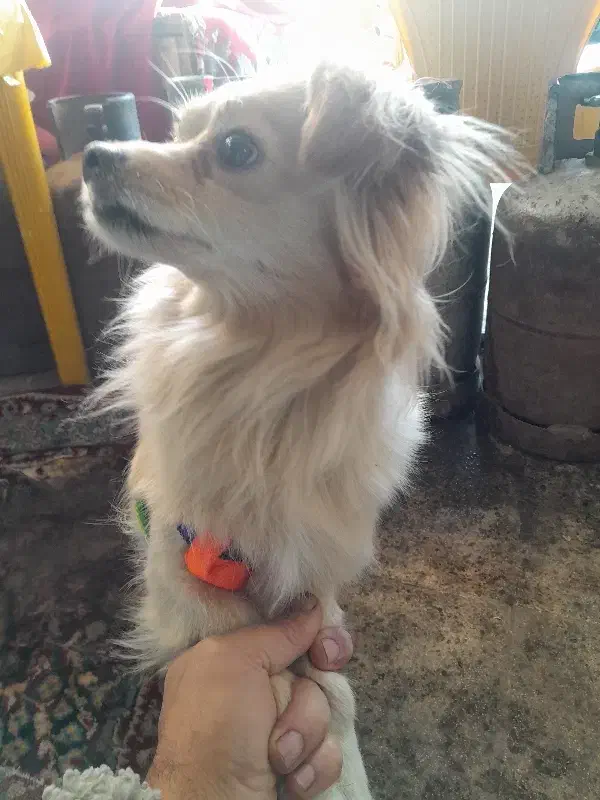 سگ خانگی|سگ|آستانه اشرفیه, |دیوار