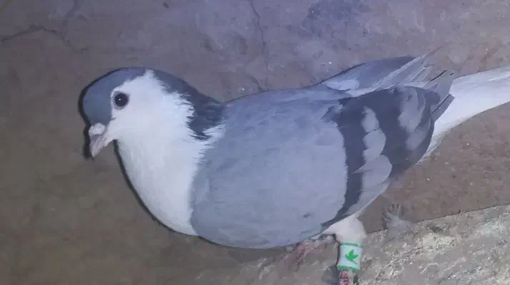 چند عدد کفتر قیمت مناسب|پرنده|میان ولایت, |دیوار