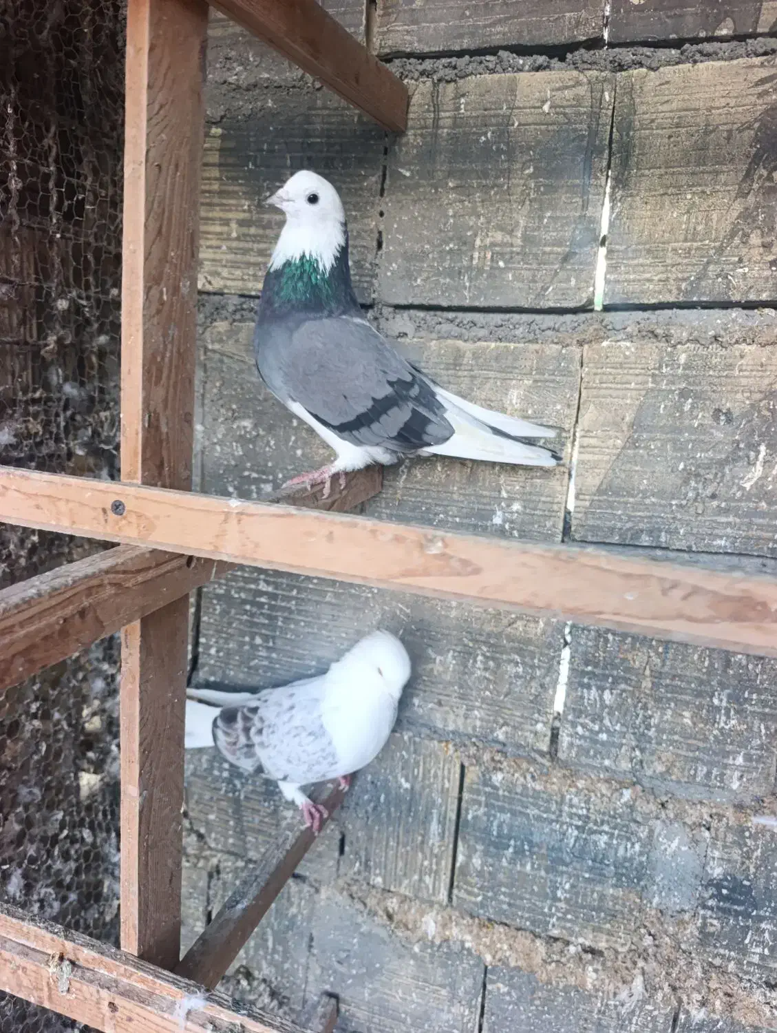 کبوتر|پرنده|بندرعباس, |دیوار