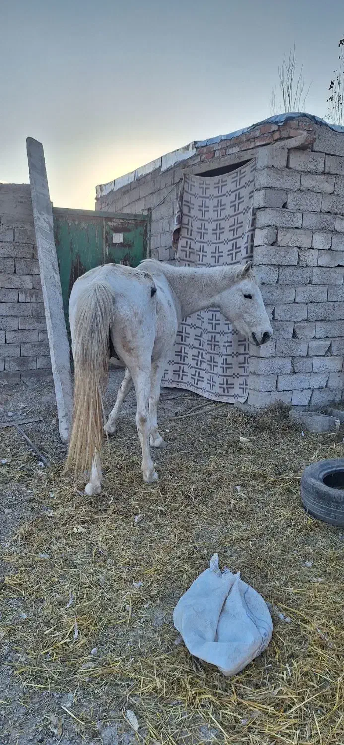 اسب کرد اصیل|اسب و تجهیزات اسب‌سواری|اردبیل, |دیوار