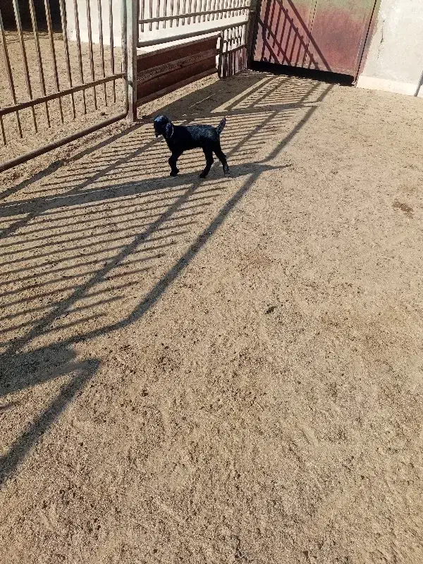 بزغاله شیری|حیوانات مزرعه|کویرات, |دیوار