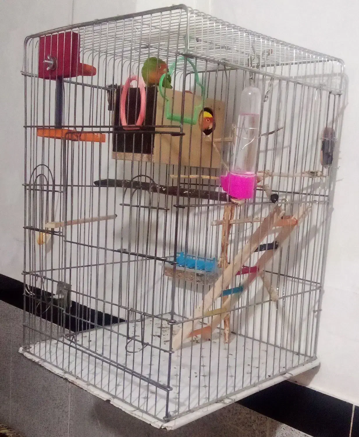 طوطی برزیلی رام|پرنده|مریوان, |دیوار