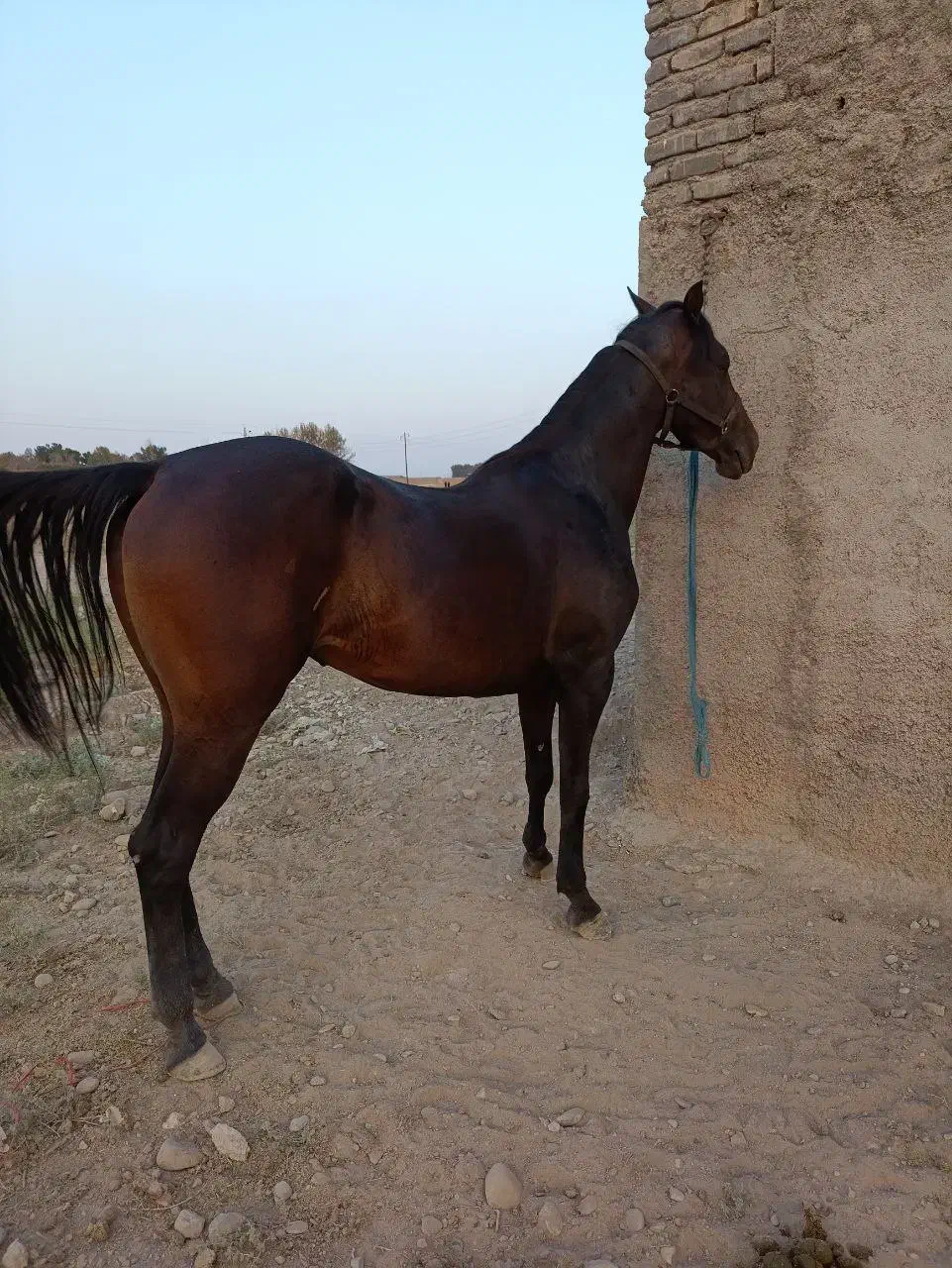 مادیون کرد|اسب و تجهیزات اسب‌سواری|ورامین, خیر آباد|دیوار