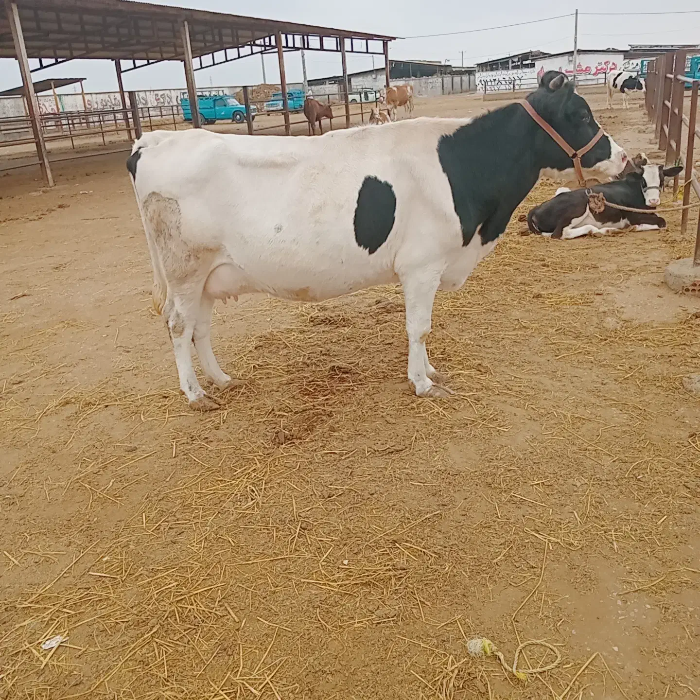 گاو آبستن جوان.تلیسه ی داشتی|حیوانات مزرعه|گنبد کاووس, |دیوار