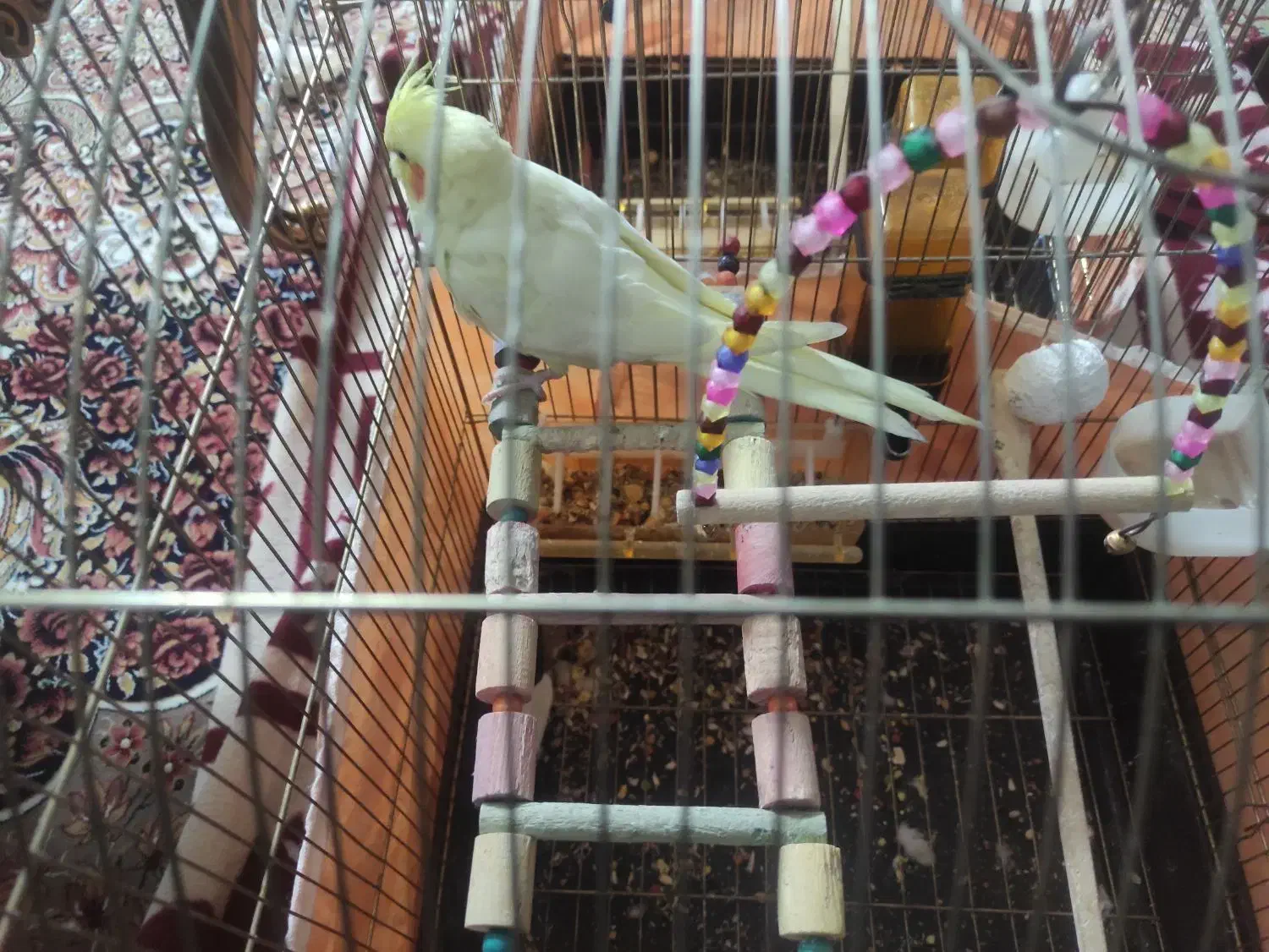 عروس هلندی نر لوتینو|پرنده|اصفهان, جاوان|دیوار