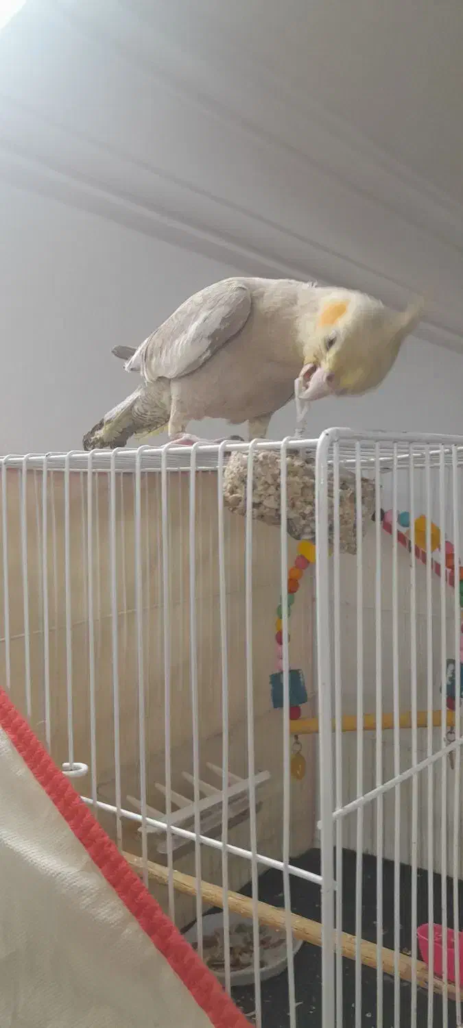 عروس هلندی|پرنده|میان جلگه, |دیوار