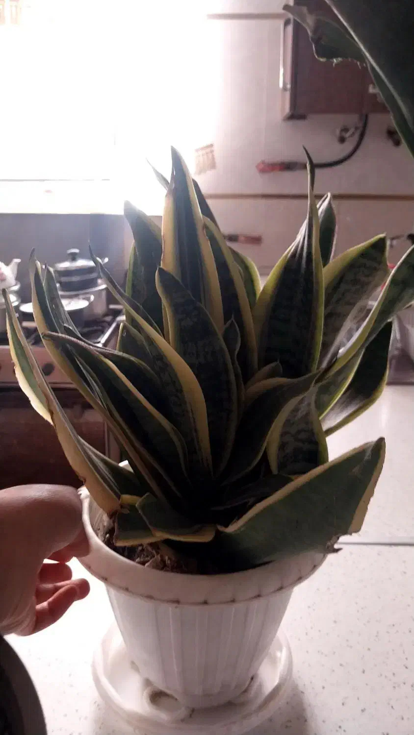 گل سانسوریا|گل و گیاه طبیعی|رشت, کوی جام جم|دیوار