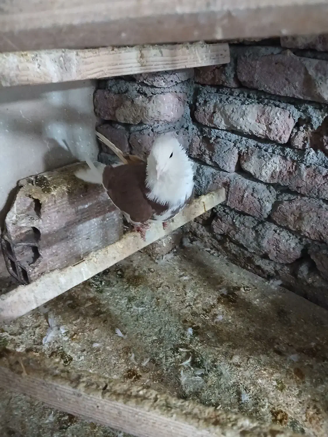 کفتر پرشی نر|پرنده|نقده, |دیوار