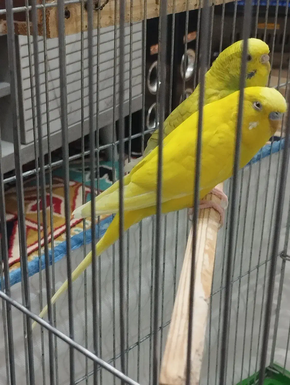 با سلام فروش یه جفت مرغ عشق بعلت کمبود جا|پرنده|شیراز, قلعه شاهزاده بیگم|دیوار