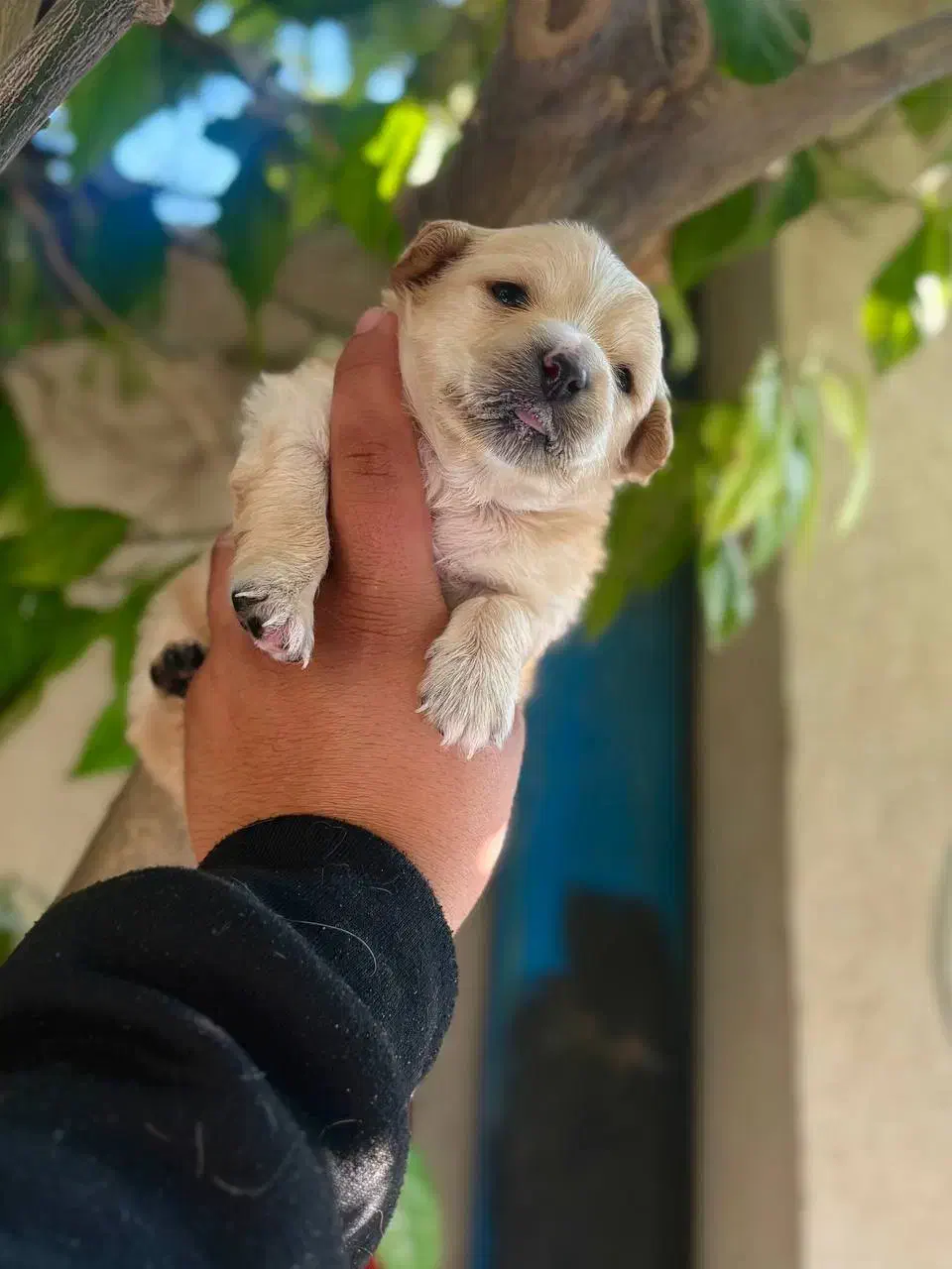 توله مالتیز عروسکی فقط 2900|سگ|کرج, جهانشهر|دیوار