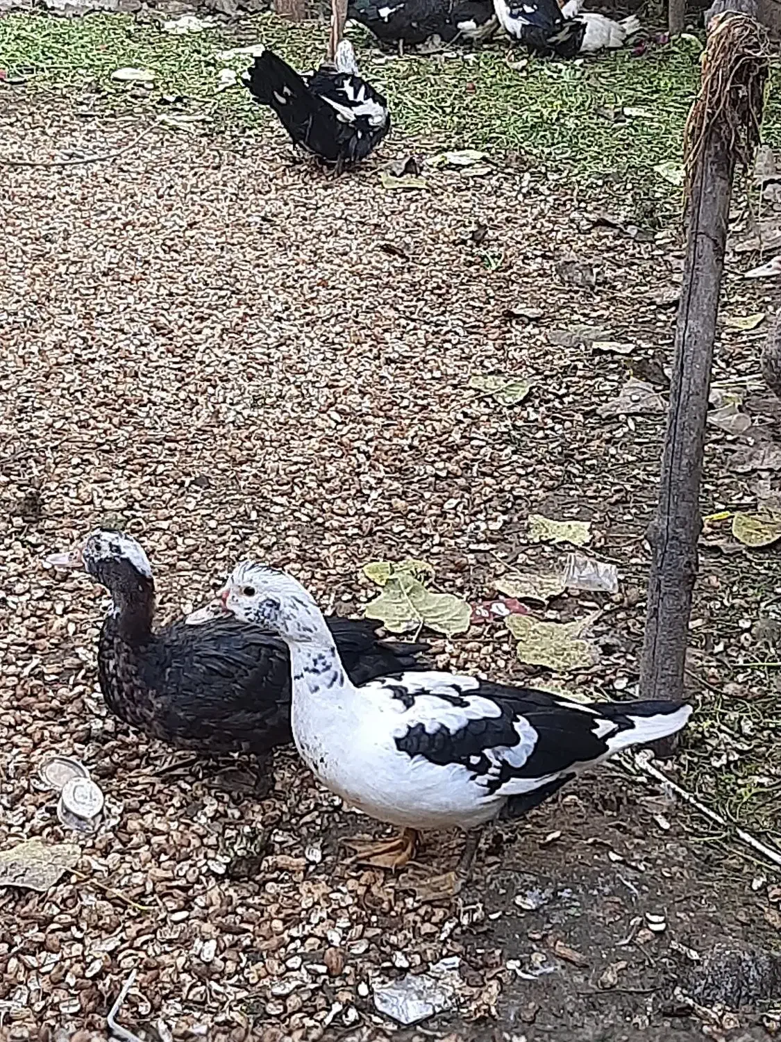 اردک اسرائیلی نر و ماده|حیوانات مزرعه|آستانه اشرفیه, |دیوار