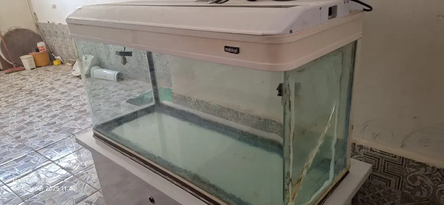 آکواریوم|ماهی|آبادان, |دیوار