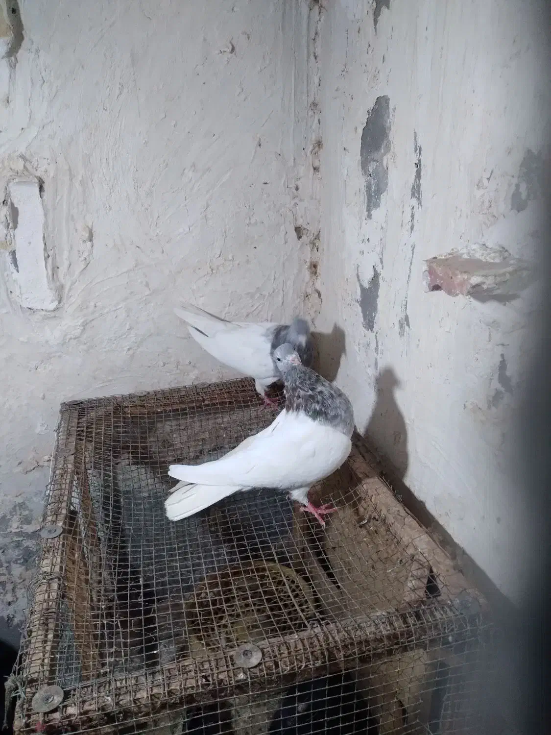 جفت کله ای نرماده کلاهی|پرنده|نرماشیر, |دیوار