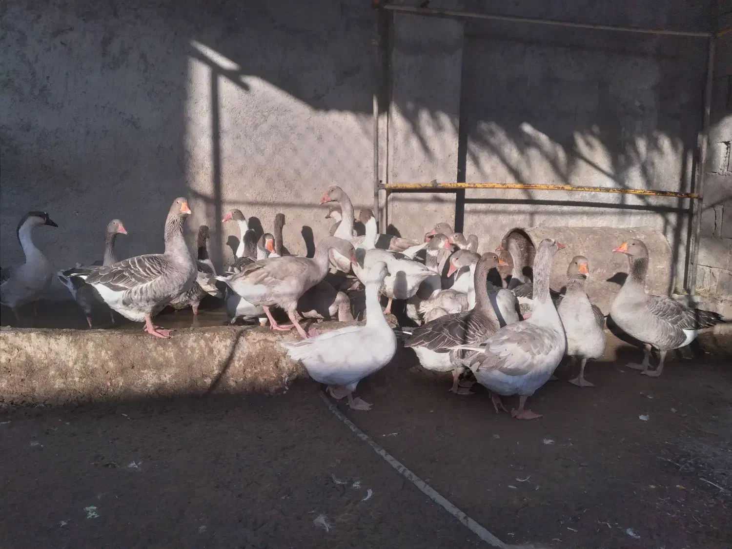 همه قازا بزرگ و بالغ هستن|حیوانات مزرعه|وحدتیه, |دیوار