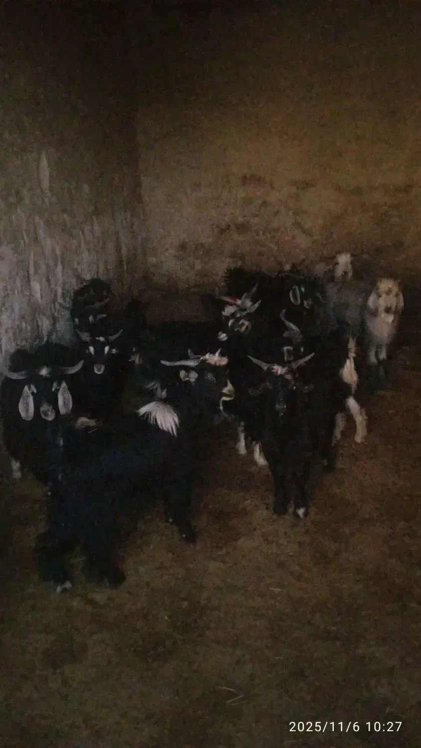 چپش چاق|حیوانات مزرعه|آبدانان, |دیوار