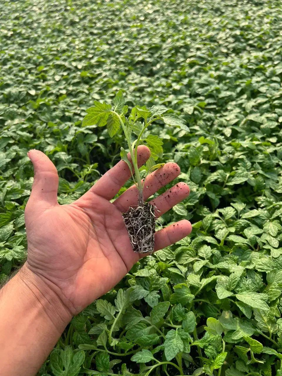 نشا گوجه متین|خدمات باغبانی و درختکاری|شیراز, گل سرخ|دیوار